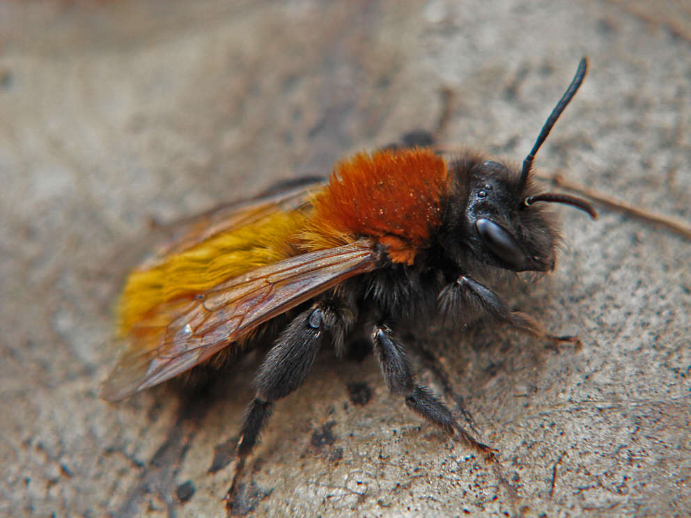 Andrena fulva / Fuchsrote Lockensandbiene / Andreninae (Sandbienenartige) / Hautflügler - Hymenoptera