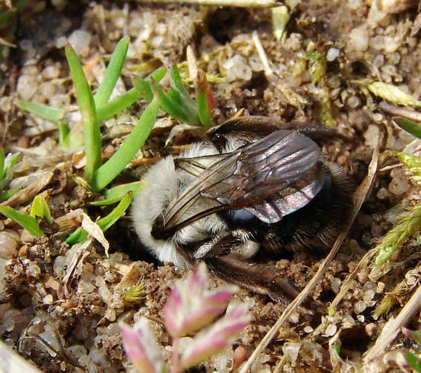 Andrena vaga / Große Weiden-Sandbiene / Beim graben ihrer Bruthöhle