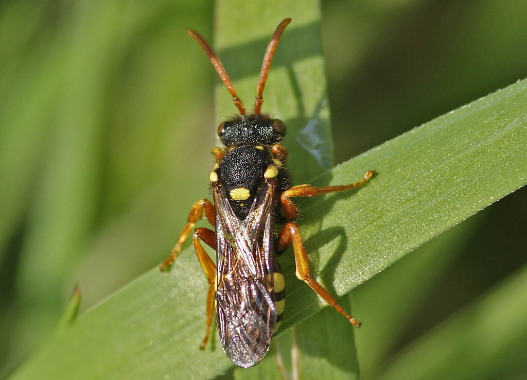 Nomada fucata / Gewöhnliche Wespenbiene / Apinae (Echte Bienen) / Ordnung: Hautflügler - Hymenoptera