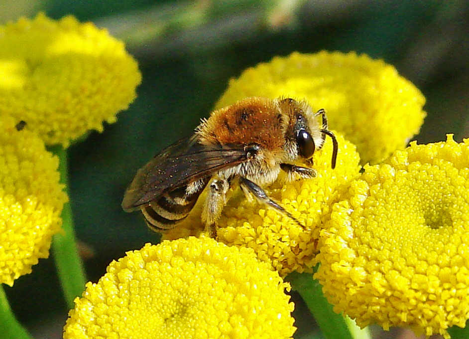 Colletes daviesanus / Gemeine-Seidenbiene / Colletinae - "Seidenbienenartige" / Ordnung: Hautflügler - Hymenoptera