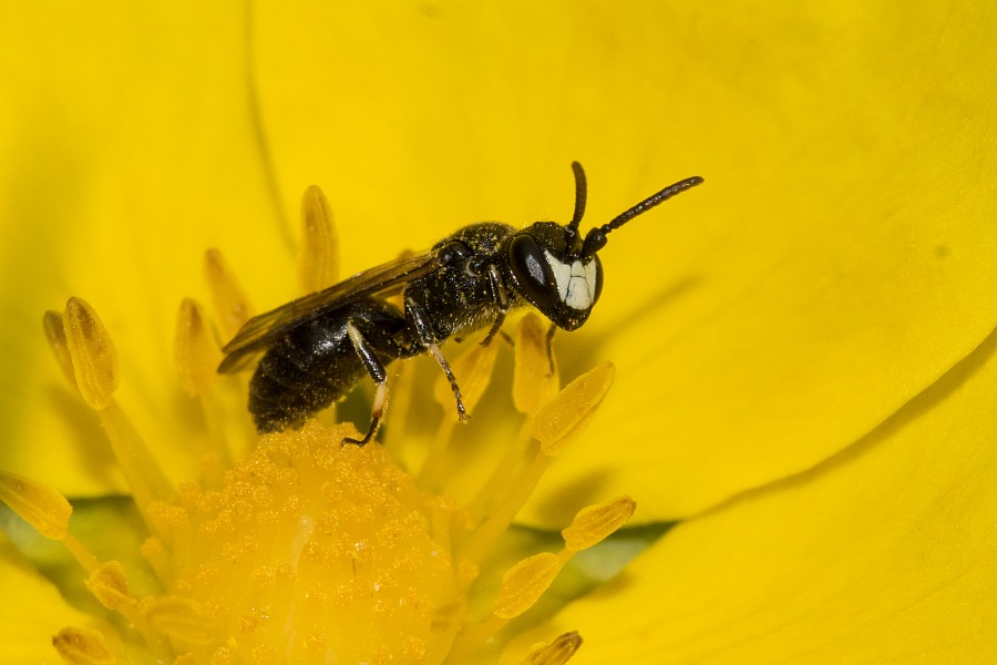 Hylaeus brevicornis / Kurzfühler-Maskenbiene / Colletidae - "Seidenbienenartige" / Ordnung: Hautflügler - Hymenoptera