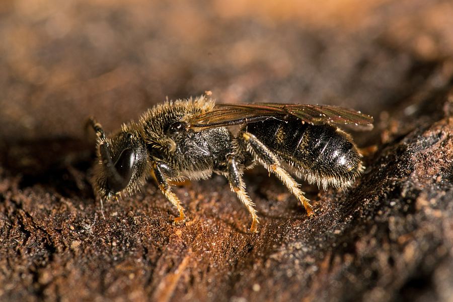 Lasioglossum lativentre / Breitbauch-Schmalbiene / Schmal- / Furchenbienen - Halictidae / Hautflügler - Hymenoptera