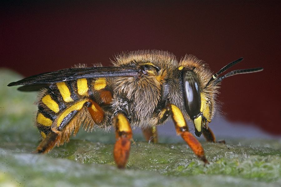 Anthidium manicatum / Garten-Wollbiene / Große Wollbiene / "Blattschneiderbienenartige" - Megachilidae / Ordnung: Hautflügler - Hymenoptera