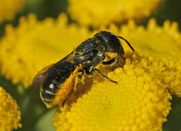 Heriades truncorum / Lcherbiene / Megachilinae ("Blattschneiderbienenartige") / Hautflgler - Hymenoptera