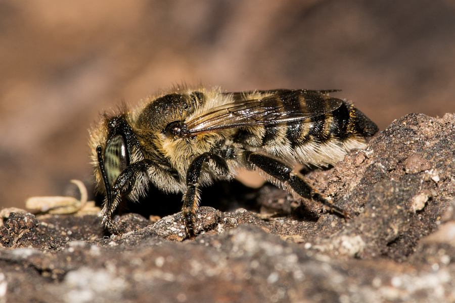 Megachile argentata / Filzzahn-Blattschneiderbiene / Megachilidae ("Blattschneiderbienenartige") / Hautflügler - Hymenoptera
