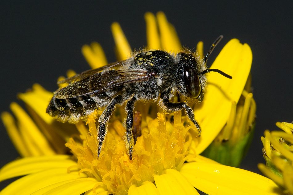 Megachile argentata / Filzzahn-Blattschneiderbiene / Megachilidae ("Blattschneiderbienenartige") / Hautflügler - Hymenoptera