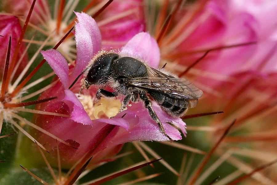 Osmia caerulescens / Blaugrüne Mauerbiene / Megachilinae ("Blattschneiderbienenartige") / Hautflügler - Hymenoptera