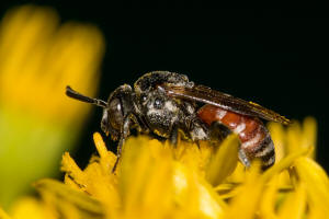 Ammobates punctatus / Groe Sandgngerbiene / Echte Bienen - Apidae / Ordnung: Hautflgler - Hymenoptera