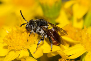 Ammobates punctatus / Groe Sandgngerbiene / Echte Bienen - Apidae / Ordnung: Hautflgler - Hymenoptera