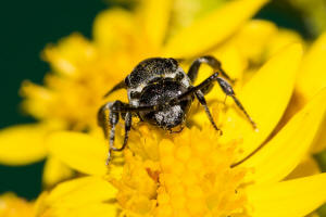 Ammobates punctatus / Groe Sandgngerbiene / Echte Bienen - Apidae / Ordnung: Hautflgler - Hymenoptera