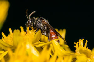 Ammobates punctatus / Groe Sandgngerbiene / Echte Bienen - Apidae / Ordnung: Hautflgler - Hymenoptera