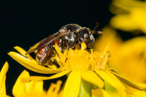 Ammobates punctatus / Groe Sandgngerbiene / Echte Bienen - Apidae / Ordnung: Hautflgler - Hymenoptera