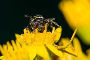 Ammobates punctatus / Groe Sandgngerbiene / Echte Bienen - Apidae / Ordnung: Hautflgler - Hymenoptera