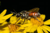 Ammobates punctatus / Groe Sandgngerbiene / Echte Bienen - Apidae / Ordnung: Hautflgler - Hymenoptera