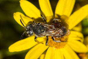 Ammobates punctatus / Groe Sandgngerbiene / Echte Bienen - Apidae / Ordnung: Hautflgler - Hymenoptera