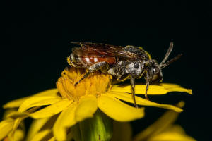 Ammobates punctatus / Groe Sandgngerbiene / Echte Bienen - Apidae / Ordnung: Hautflgler - Hymenoptera