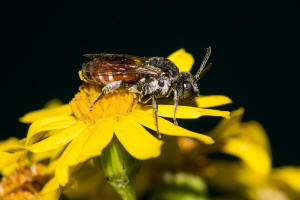 Ammobates punctatus / Groe Sandgngerbiene / Echte Bienen - Apidae / Ordnung: Hautflgler - Hymenoptera