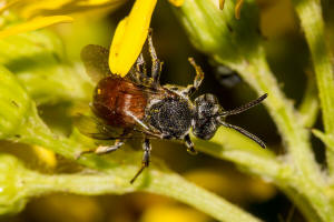 Ammobates punctatus / Groe Sandgngerbiene / Echte Bienen - Apidae / Ordnung: Hautflgler - Hymenoptera