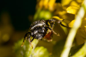 Ammobates punctatus / Groe Sandgngerbiene / Echte Bienen - Apidae / Ordnung: Hautflgler - Hymenoptera