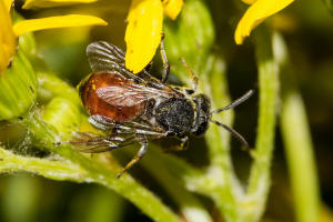 Ammobates punctatus / Groe Sandgngerbiene / Echte Bienen - Apidae / Ordnung: Hautflgler - Hymenoptera