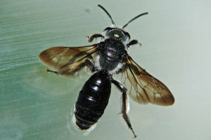 Andrena agilissima / Senf- Blauschillersandbiene / Andreninae (Sandbienenartige)