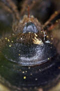 Andrena bicolor / Zweifarbige Sandbiene (Stachel) / Andreninae (Sandbienenartige) / Hautflgler - Hymenoptera