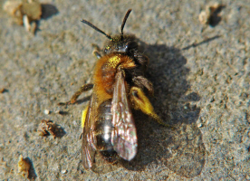 Andrena bicolor / Zweifarbige Sandbiene (Weibchen)