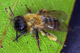 Andrena bicolor / Zweifarbige Sandbiene / Andreninae (Sandbienenartige) / Hautflgler - Hymenoptera