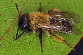 Andrena bicolor / Zweifarbige Sandbiene / Andreninae (Sandbienenartige) / Hautflgler - Hymenoptera