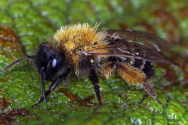 Andrena bicolor / Zweifarbige Sandbiene / Andreninae (Sandbienenartige) / Hautflgler - Hymenoptera