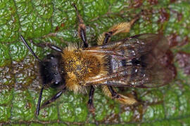 Andrena bicolor / Zweifarbige Sandbiene / Andreninae (Sandbienenartige) / Hautflgler - Hymenoptera