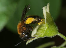 Andrena bicolor / Zweifarbige Sandbiene / Andreninae (Sandbienenartige) / Hautflgler - Hymenoptera