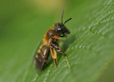 Andrena bicolor / Zweifarbige Sandbiene (Weibchen)