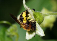 Andrena bicolor / Zweifarbige Sandbiene / Andreninae (Sandbienenartige) / Hautflgler - Hymenoptera