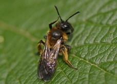 Andrena bicolor / Zweifarbige Sandbiene (Weibchen)