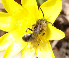 Andrena bicolor / Zweifarbige Sandbiene (Mnnchen)