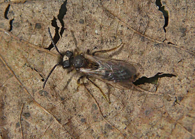 Andrena bicolor / Zweifarbige Sandbiene (Mnnchen)