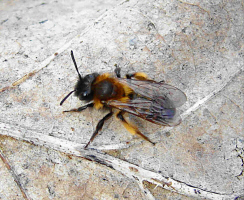 Andrena bicolor / Zweifarbige Sandbiene (Weibchen)