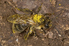 Andrena carantonica / Gesellige Sandbiene / Andreninae (Sandbienenartige) / Hautflgler - Hymenoptera