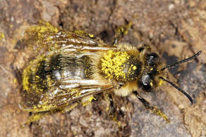 Andrena carantonica / Gesellige Sandbiene / Andreninae (Sandbienenartige) / Hautflgler - Hymenoptera