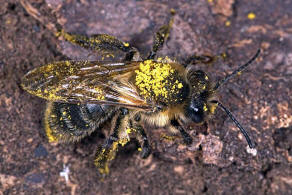 Andrena carantonica / Gesellige Sandbiene / Andreninae (Sandbienenartige) / Hautflgler - Hymenoptera