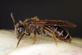 Andrena curvana / stliche Kielsandbiene / Andreninae (Sandbienenartige) / Hautflgler - Hymenoptera