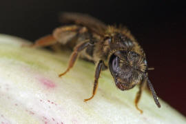 Andrena curvana / stliche Kielsandbiene / Andreninae (Sandbienenartige) / Hautflgler - Hymenoptera