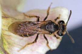 Andrena curvana / stliche Kielsandbiene / Andreninae (Sandbienenartige) / Hautflgler - Hymenoptera