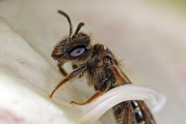 Andrena curvana / stliche Kielsandbiene / Andreninae (Sandbienenartige) / Hautflgler - Hymenoptera