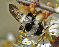 Andrena cineraria / Grauschwarze Dstersandbiene / Andreninae (Sandbienenartige)