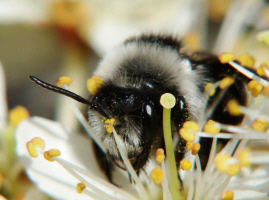 Andrena cineraria / Grauschwarze Dstersandbiene / Andreninae (Sandbienenartige)