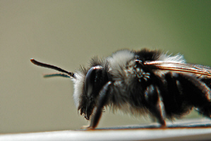 Andrena cineraria / Grauschwarze Dstersandbiene / Andreninae (Sandbienenartige)