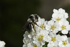 Andrena cineraria / Grauschwarze Dstersandbiene / Andreninae (Sandbienenartige)