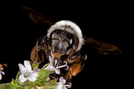 Andrena cineraria / Grauschwarze Dstersandbiene / Andreninae (Sandbienenartige)